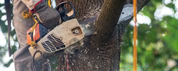 Trusted Cedar Lake, IN Tree Services Experts