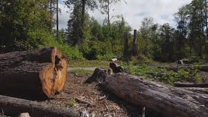 How Our Tree Care Process Works  in  Cedar Lake, IN
